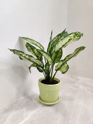 Air purifying Aglaonema Snow White for Corporate Gifting