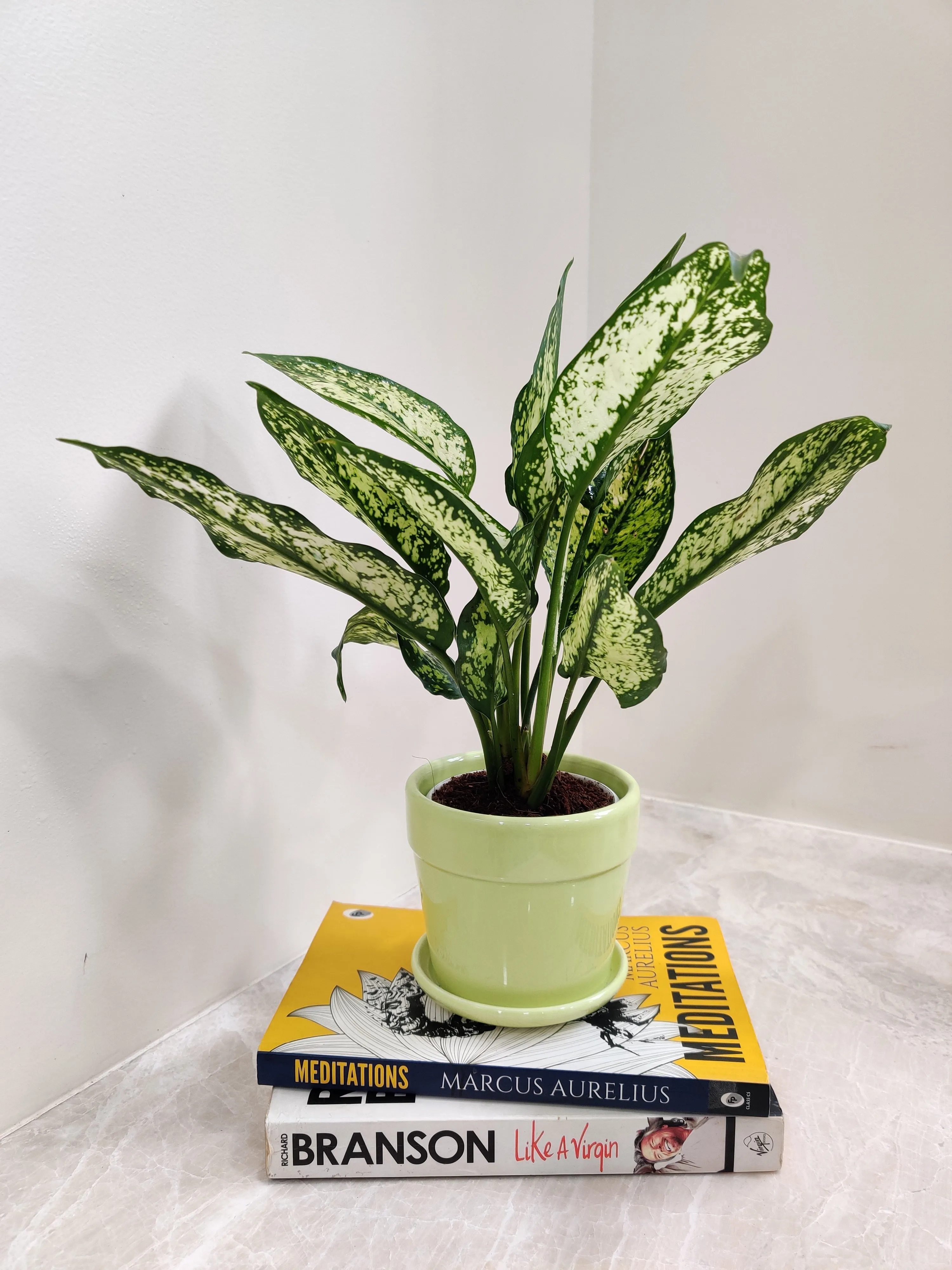 Air purifying Aglaonema Snow White for Corporate Gifting