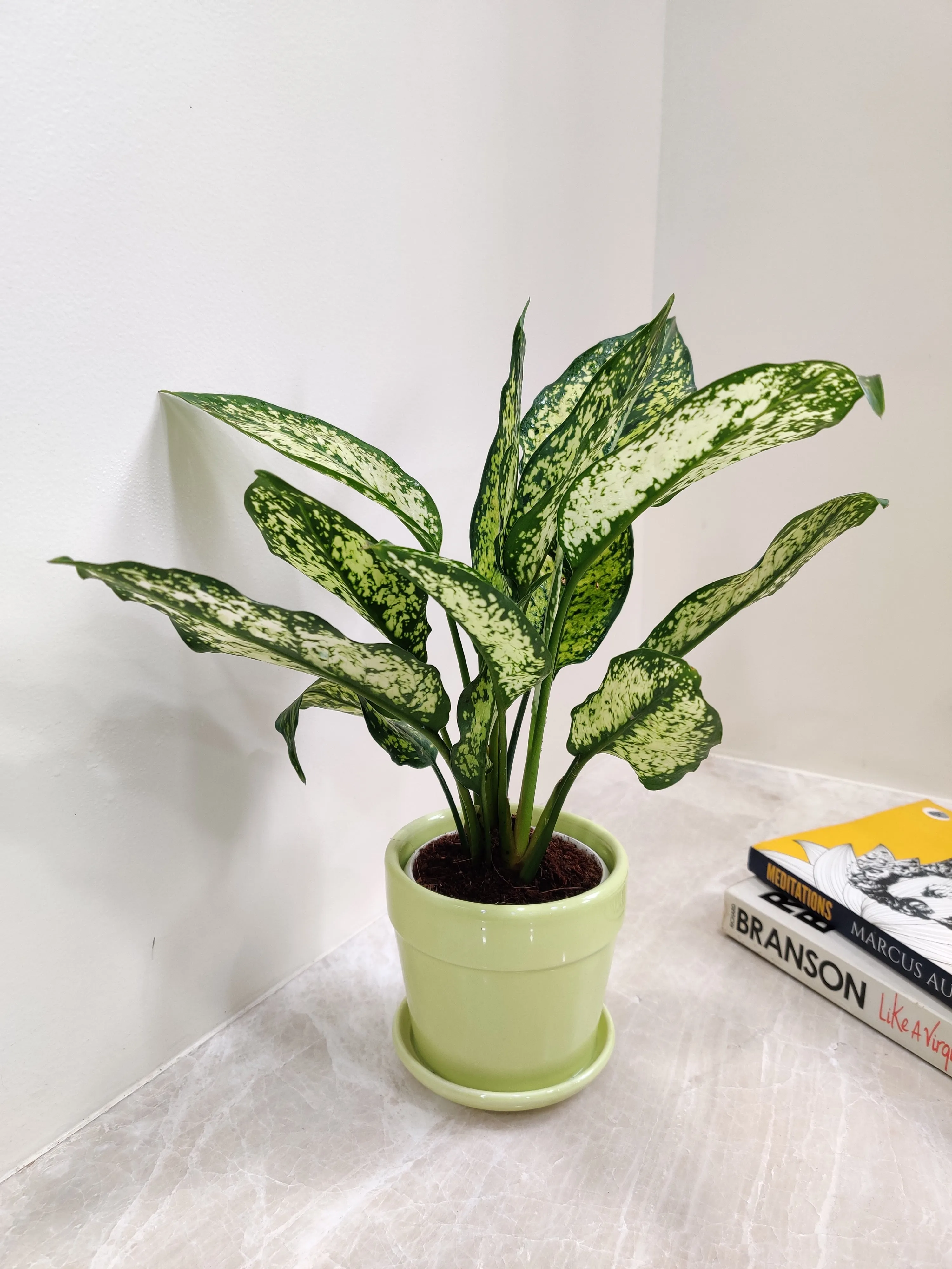 Air purifying Aglaonema Snow White for Corporate Gifting