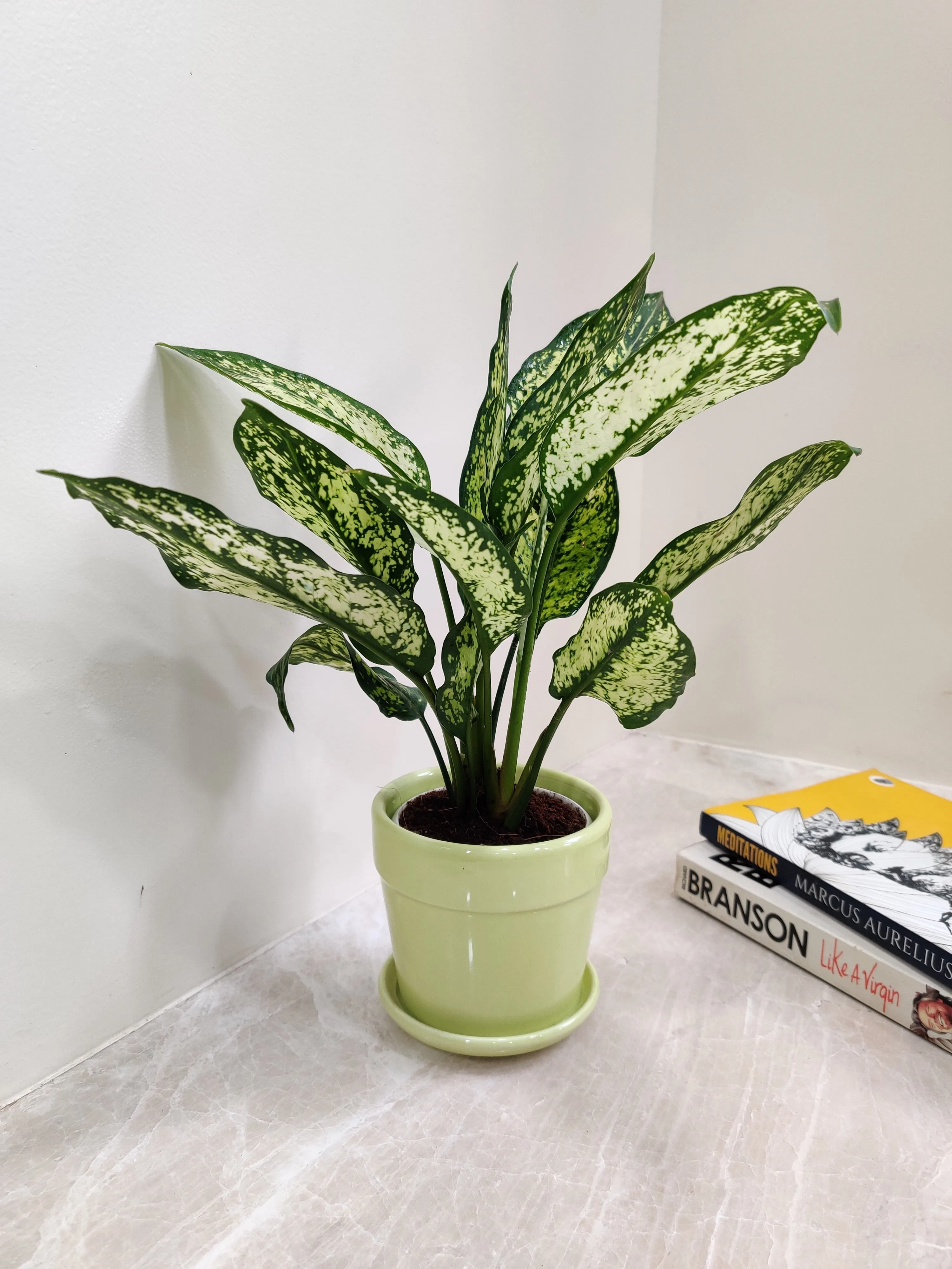 Air purifying Aglaonema Snow White for Corporate Gifting