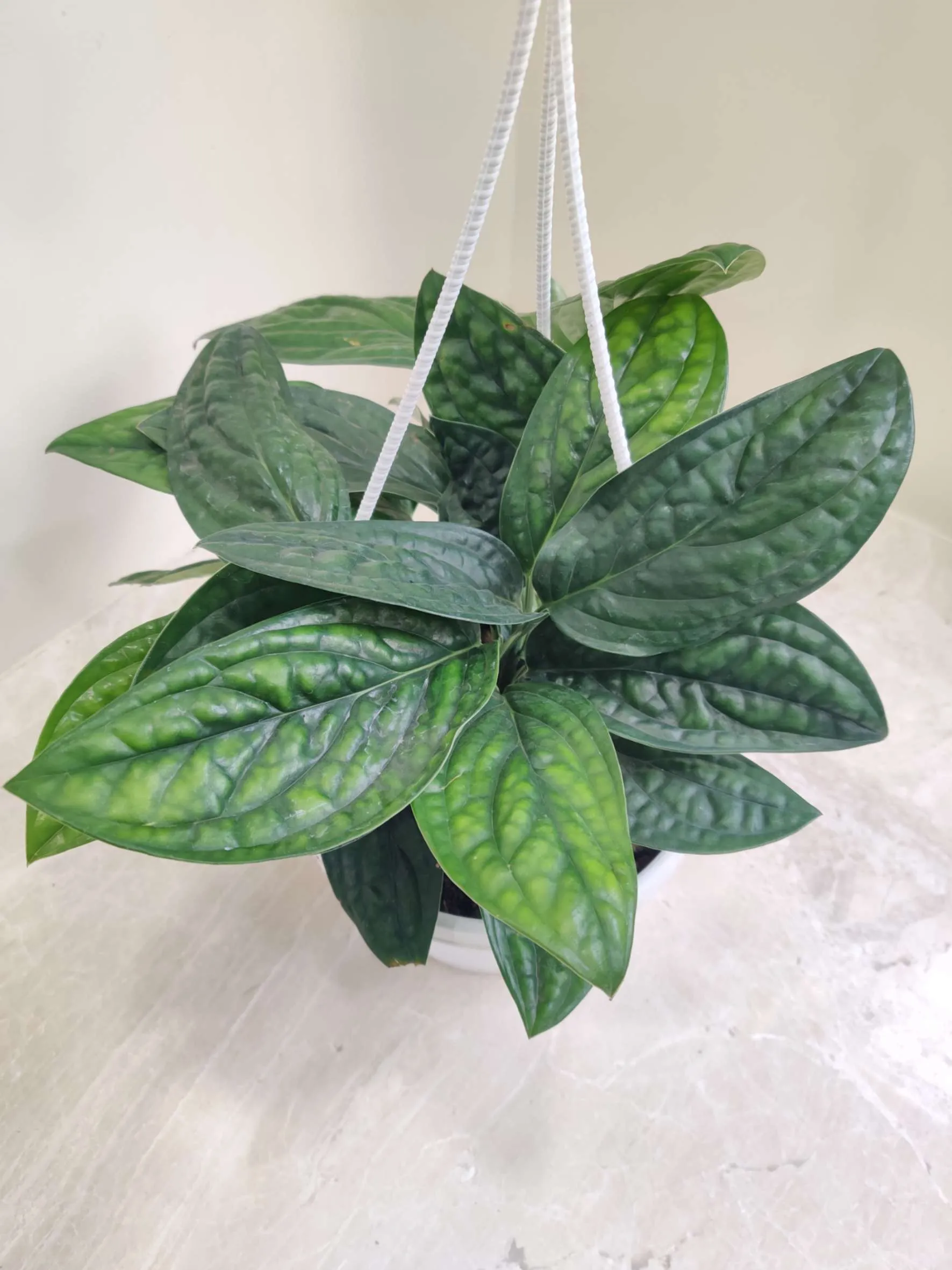 Monstera Peru Green Hanging Plant