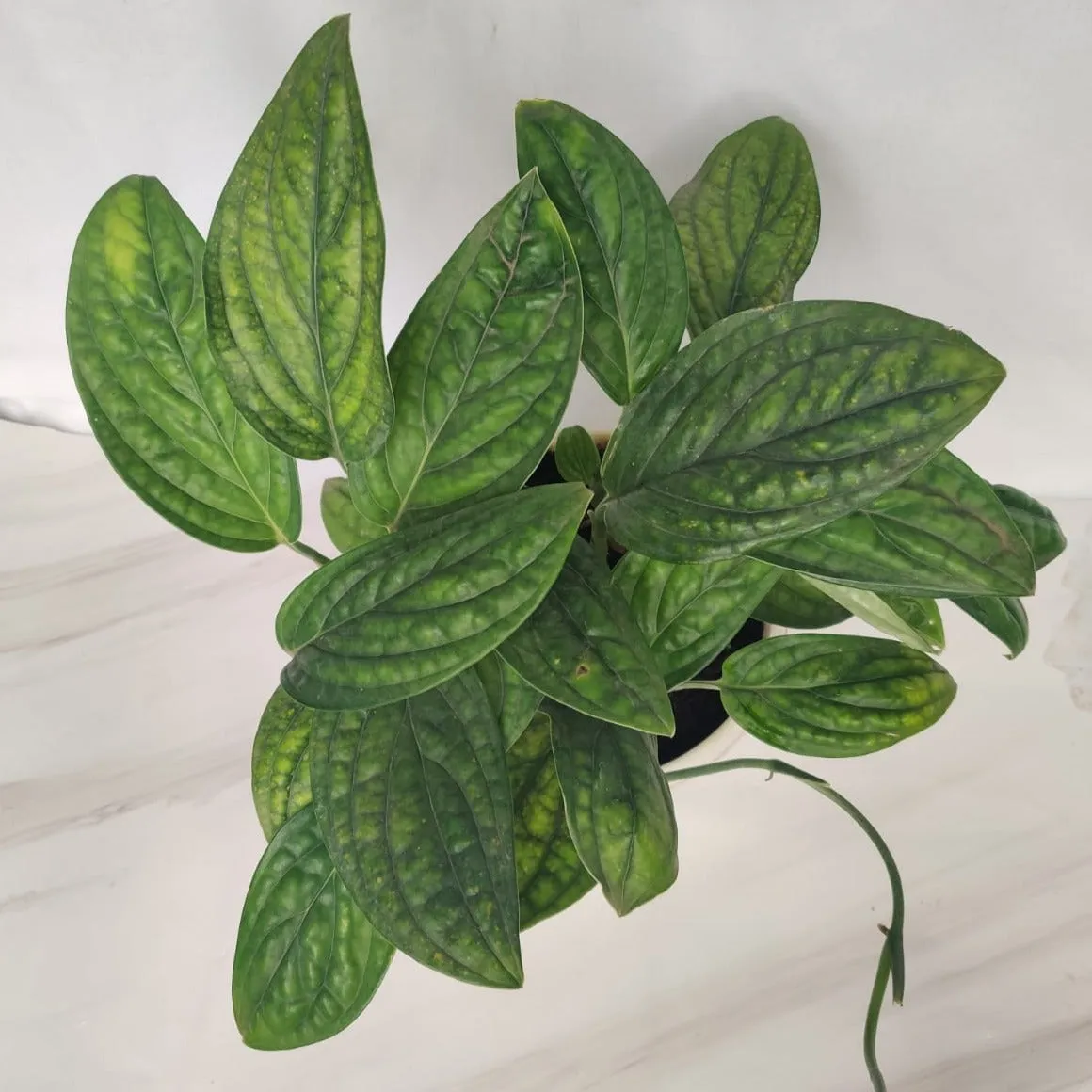 Monstera Peru Green Hanging Plant