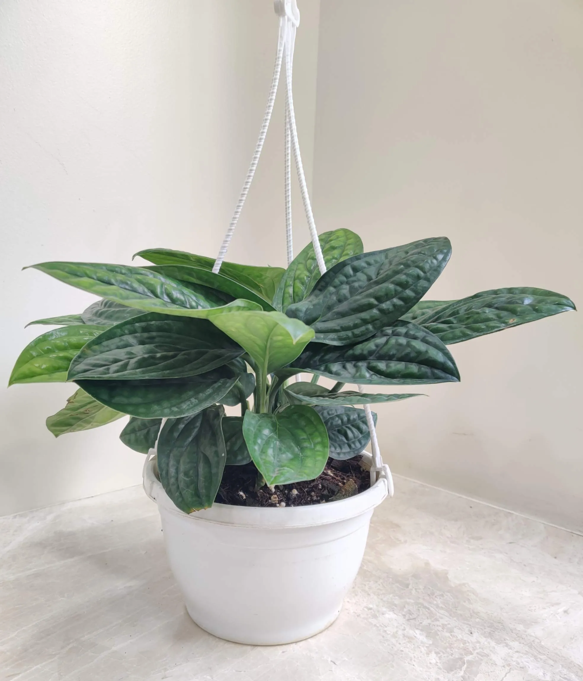 Monstera Peru Green Hanging Plant