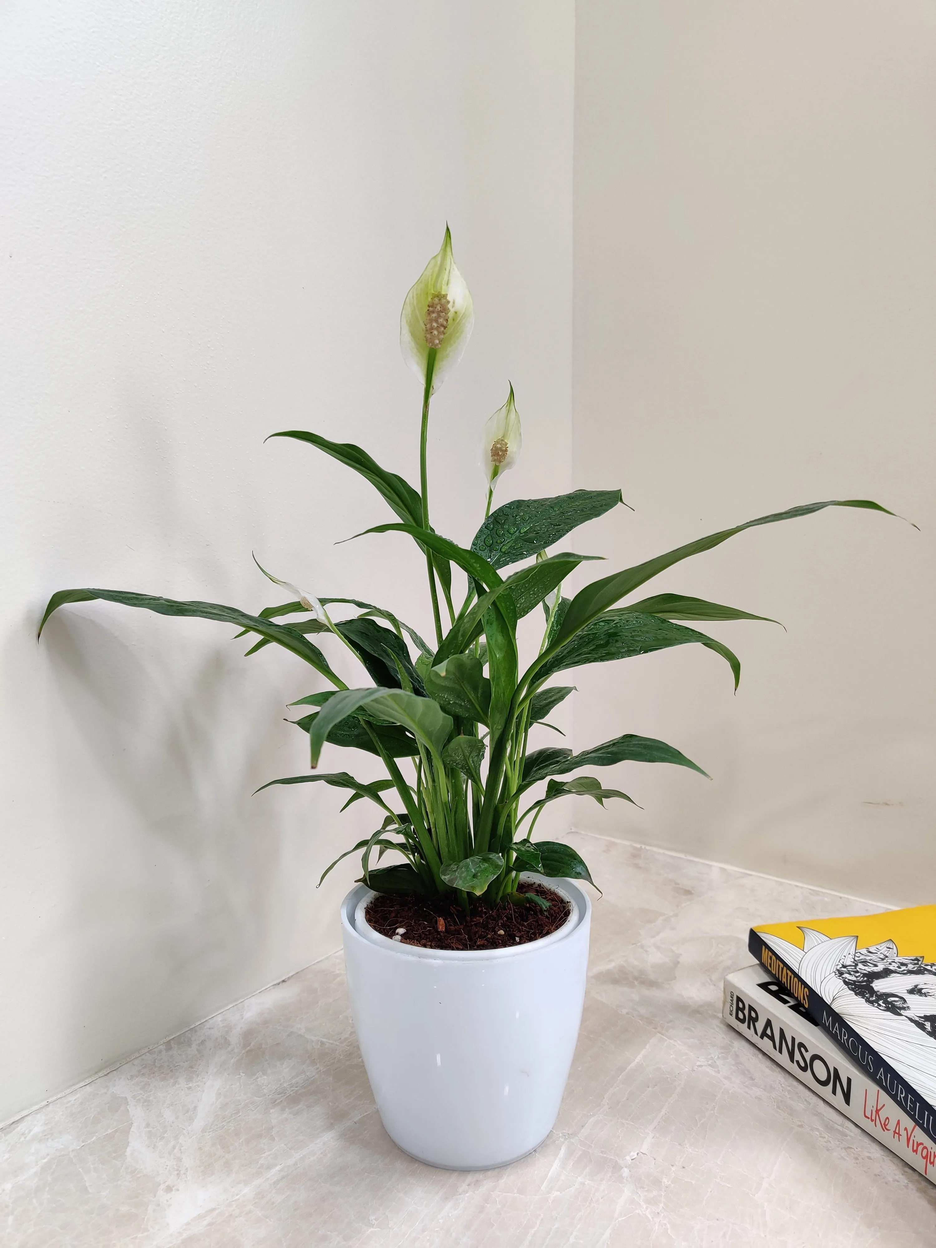 Peace Lily Plant - Perfect Corporate Gift