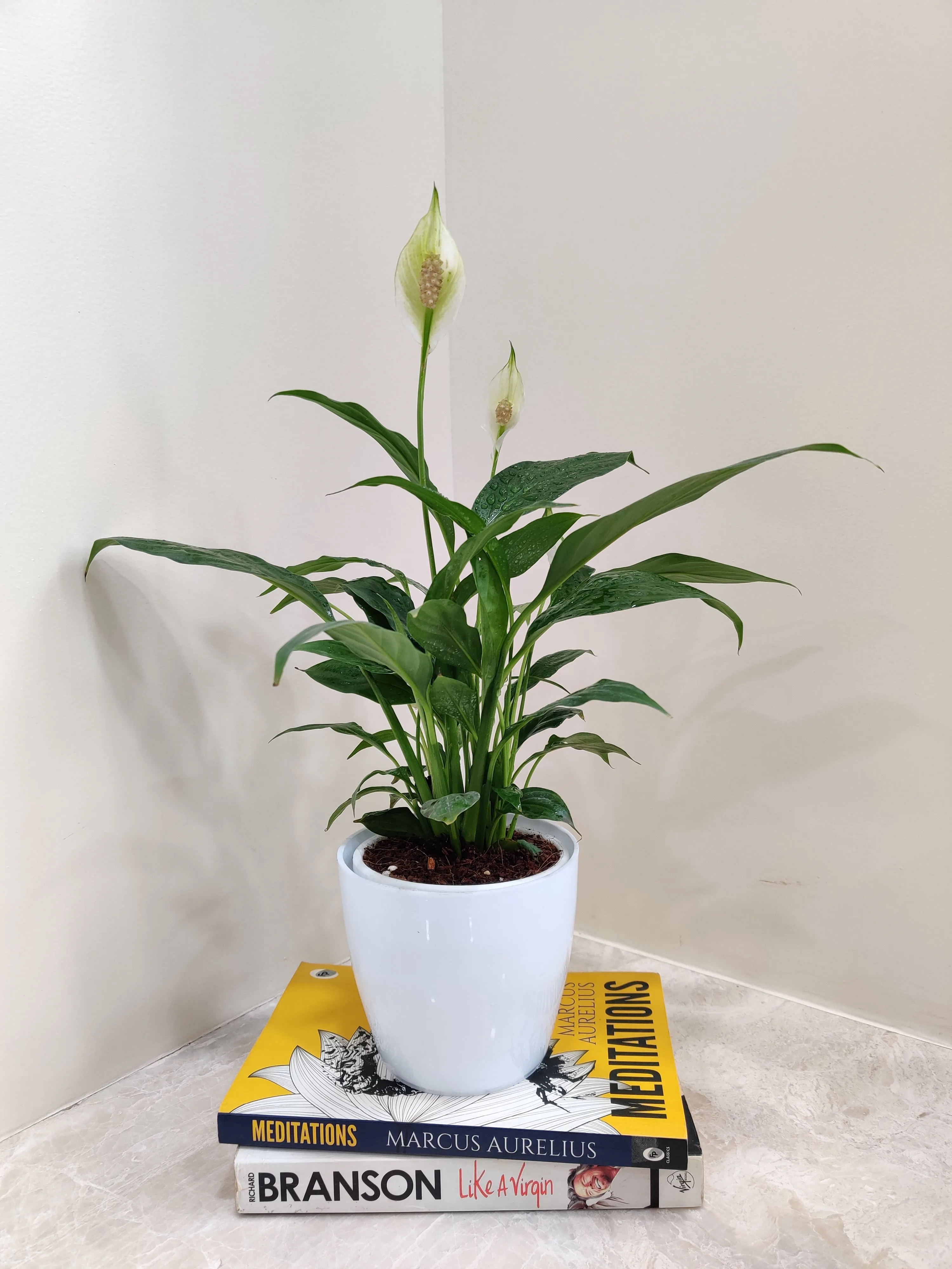 Peace Lily Plant - Perfect Corporate Gift