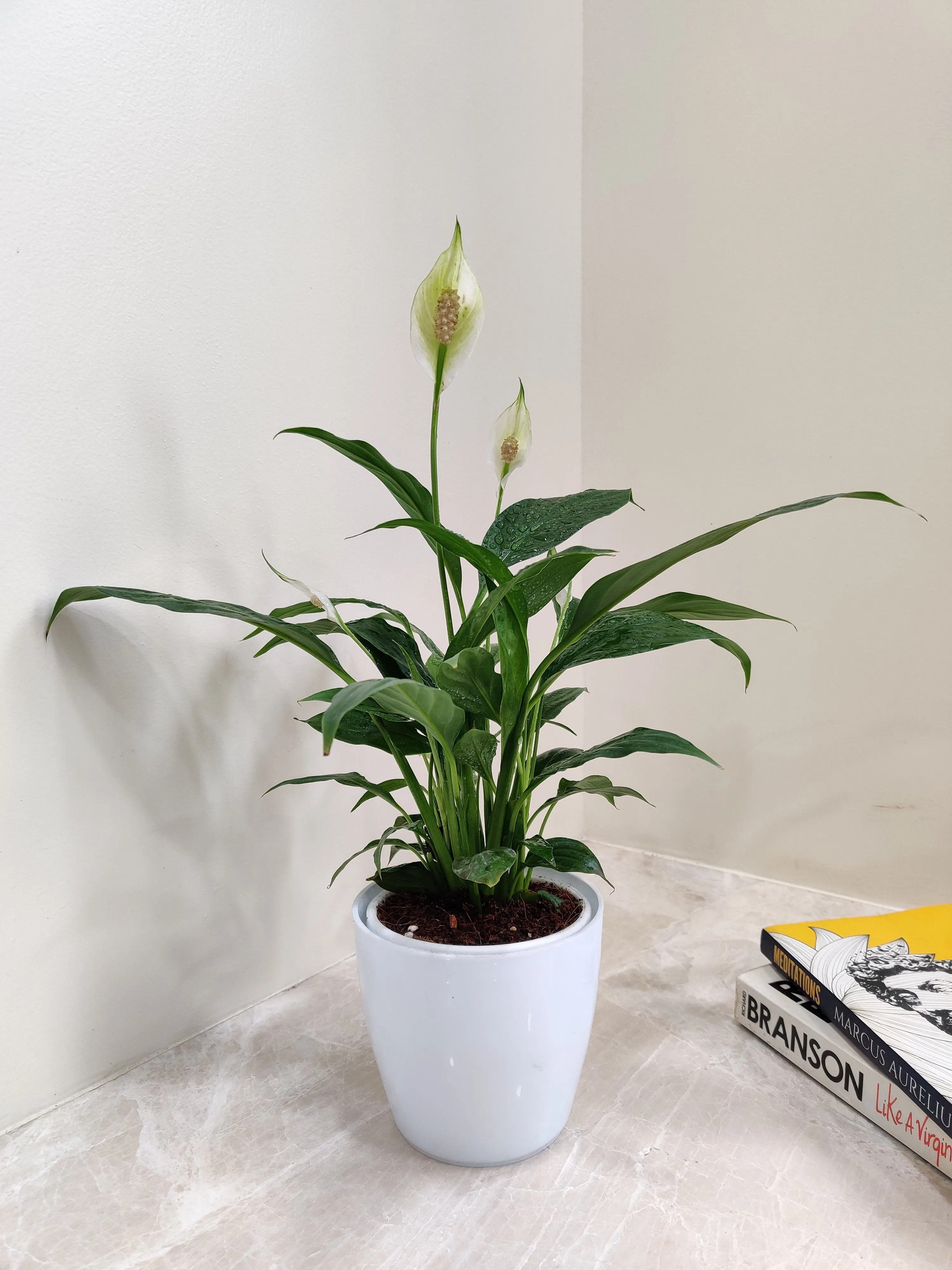 Peace Lily Plant - Perfect Corporate Gift