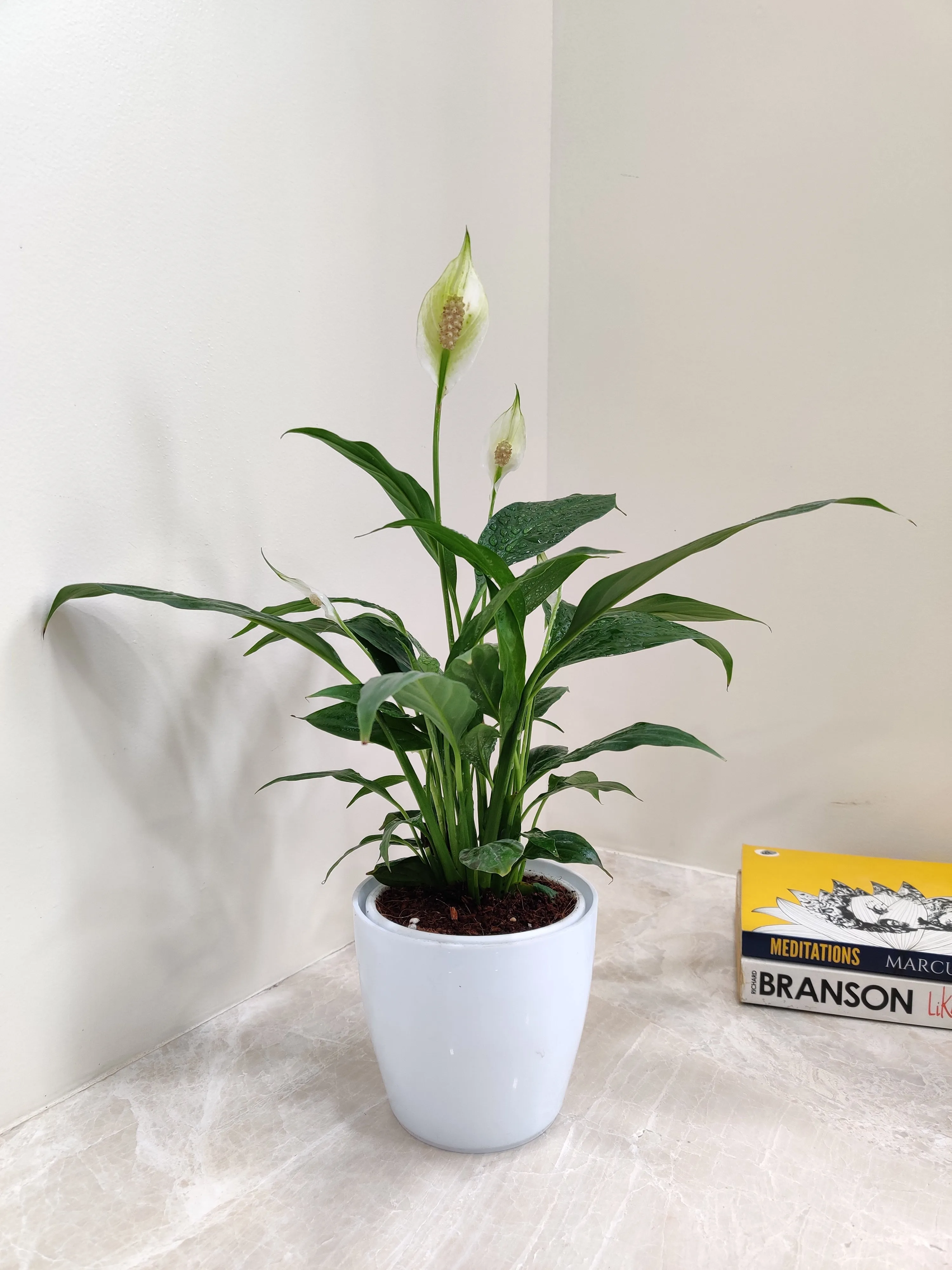 Peace Lily Plant - Perfect Corporate Gift