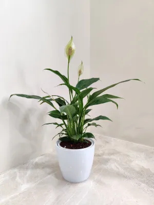 Peace Lily Plant - Perfect Corporate Gift